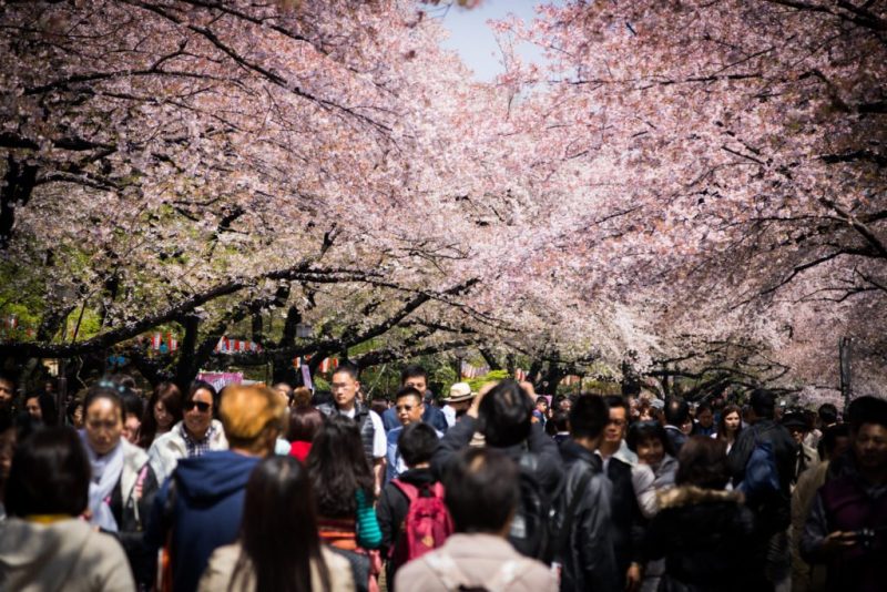 Cherry Blossom In Tokyo
