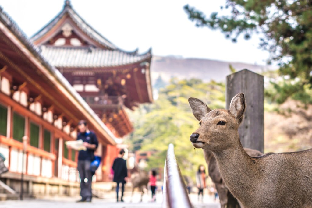Deer in Nara Japan deep focus picture