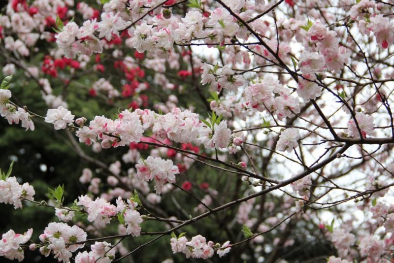 the famous cherry blossom in Japan’s
