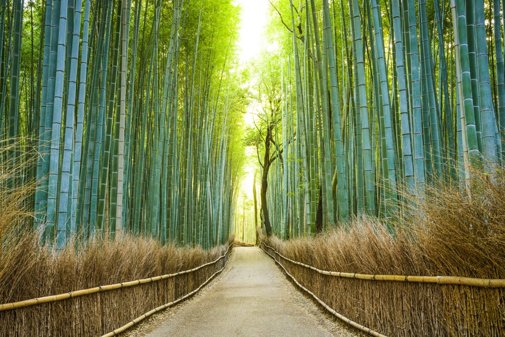 bamboo forest kyoto