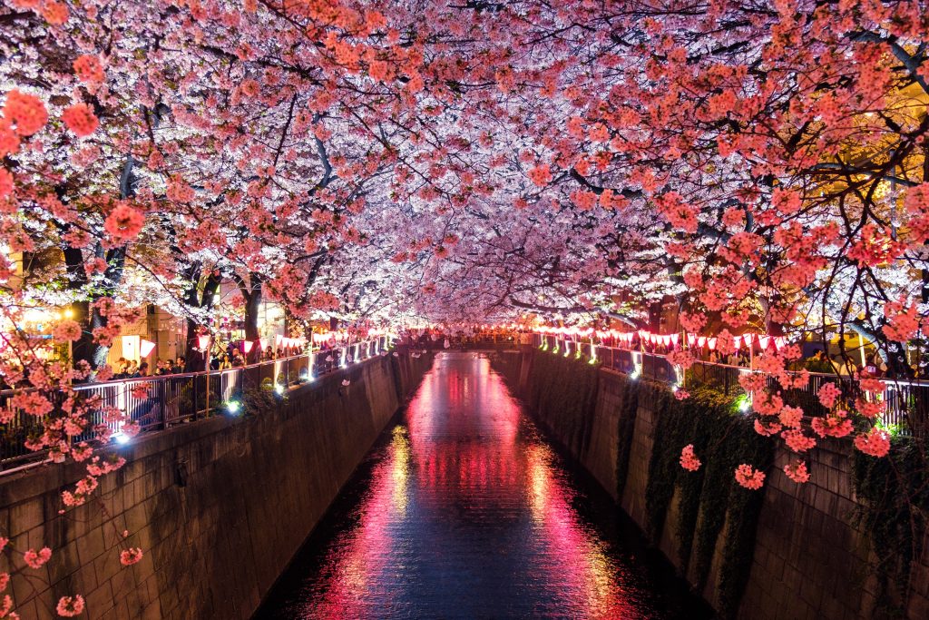flowers of Japan