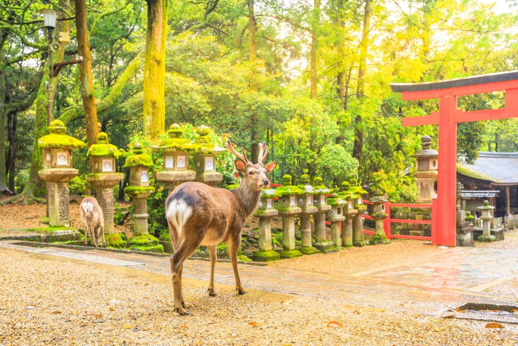 Deer Kasuga Grand Shrine Nara Park Osaka to Nara