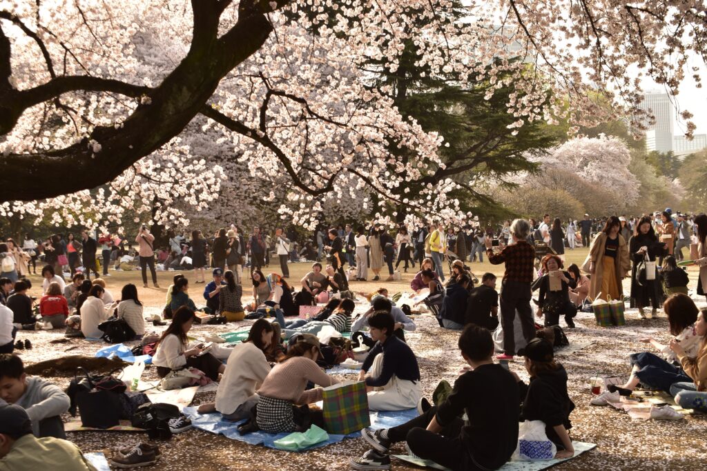 Hanami festival ueno park cherry blossom