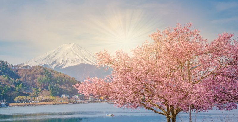 mount fuji cherry blossom japan