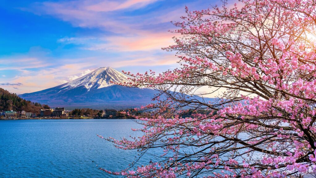 mount fuji nature cherry blossoms