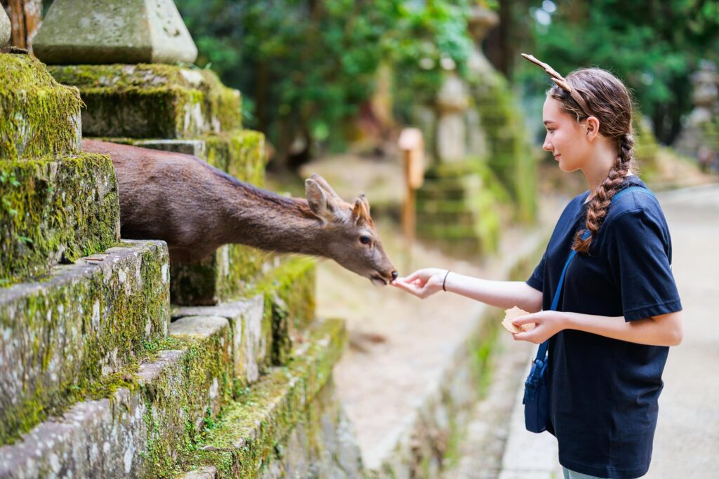 girl feeding sika deer in nara park