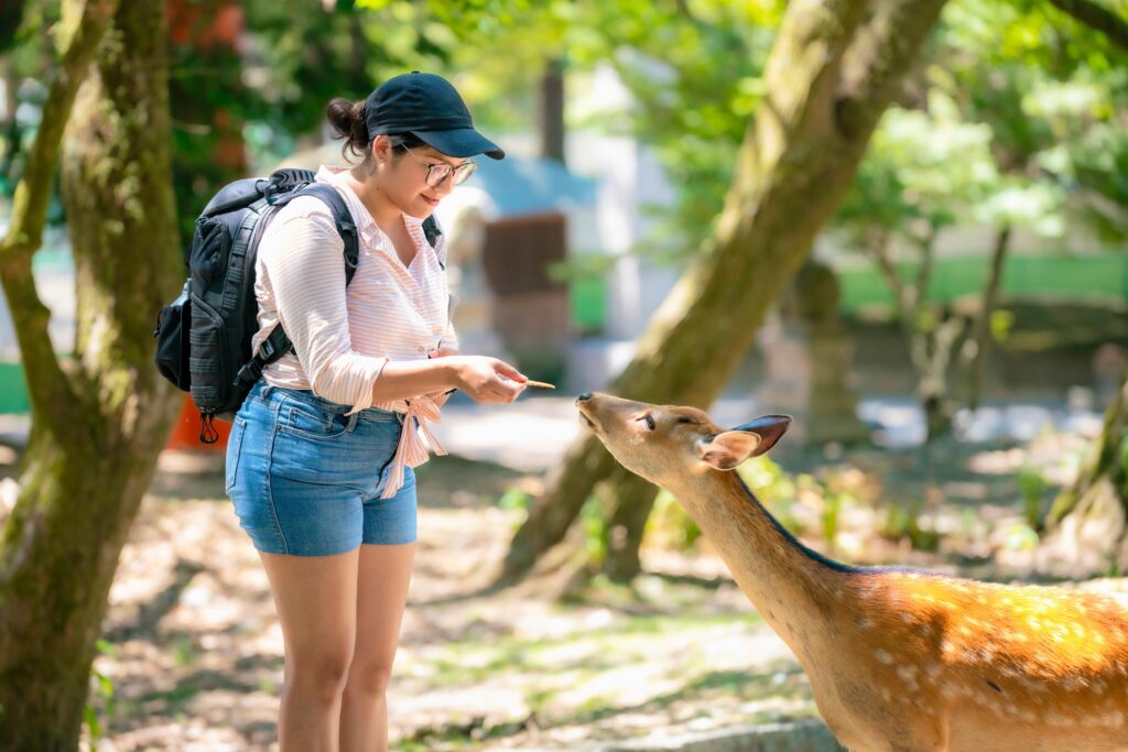 female tourist feeding deer in nara park in nara, japan