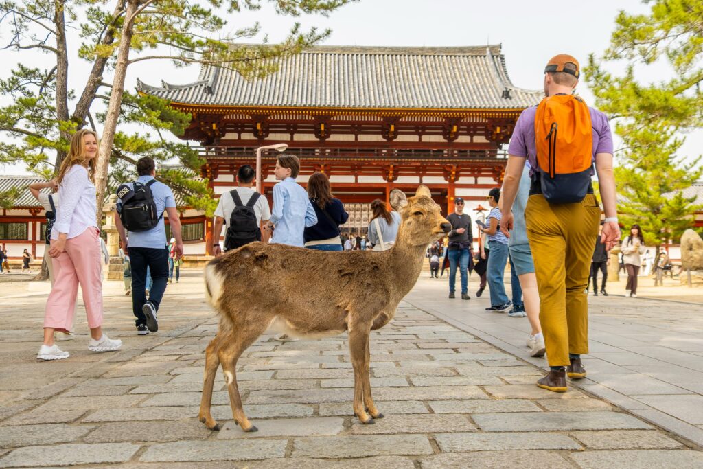 nara day trip from kyoto